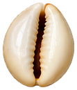 Cowrie shell